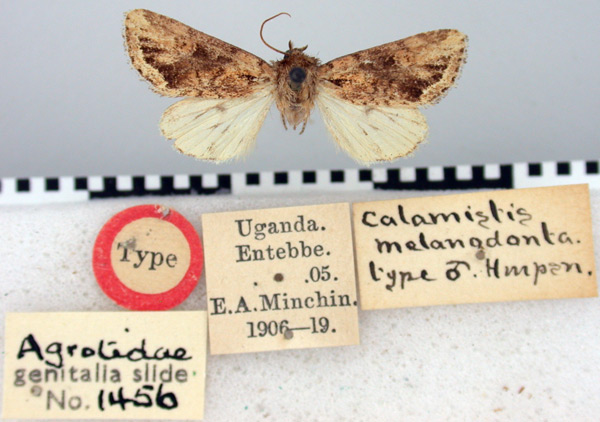 /filer/webapps/moths/media/images/M/melanodonta_Calamistis_HT_BMNH.jpg