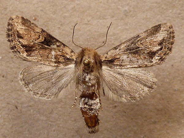 /filer/webapps/moths/media/images/M/melanodonta_Manga_A_Butler.jpg