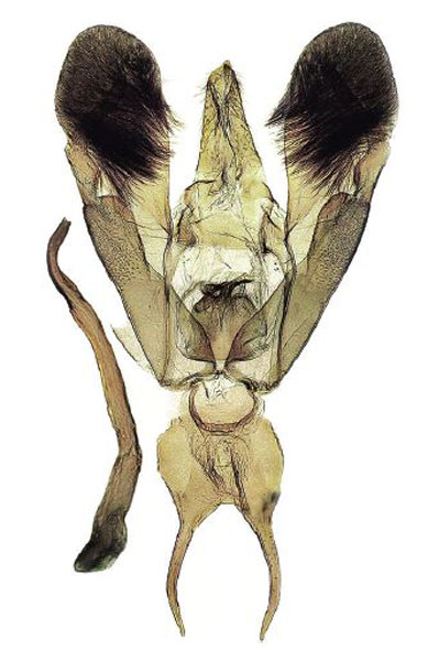 /filer/webapps/moths/media/images/M/melanodonta_Titanoptilus_GMHT_NHMUK.jpg