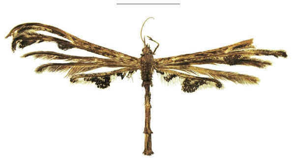 /filer/webapps/moths/media/images/M/melanodonta_Titanoptilus_HT_NHMUK.jpg
