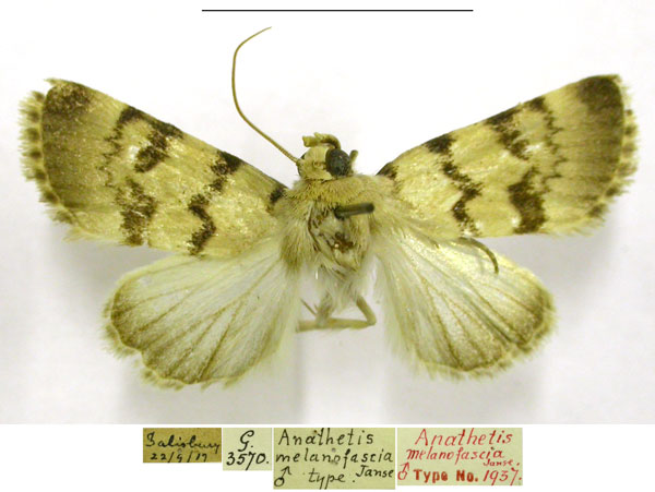 /filer/webapps/moths/media/images/M/melanofascia_Anathetis_HT_TMSA.jpg