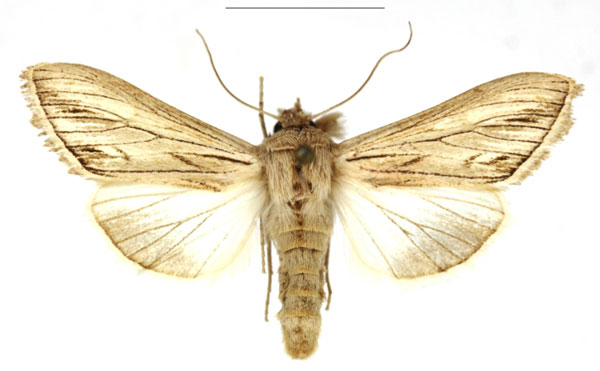 /filer/webapps/moths/media/images/M/melanoglossa_Cucullia_AF_RBINS.jpg