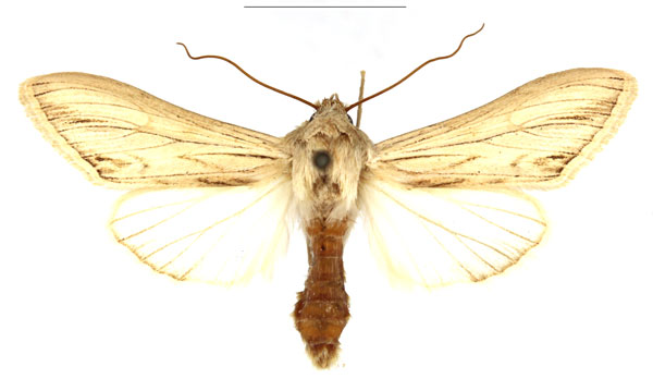 /filer/webapps/moths/media/images/M/melanoglossa_Cucullia_AM_RBINS.jpg