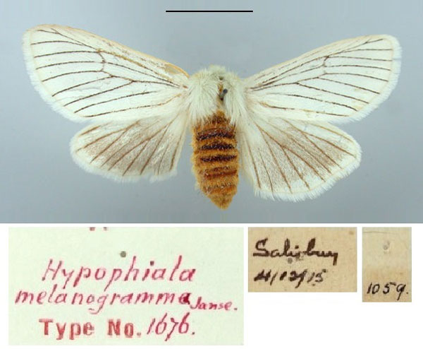 /filer/webapps/moths/media/images/M/melanogramma_Hypophiala_HT_TMSA.jpg