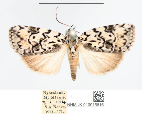 /filer/webapps/moths/media/images/M/melanographa_Characoma_AF_NHMUK.jpg