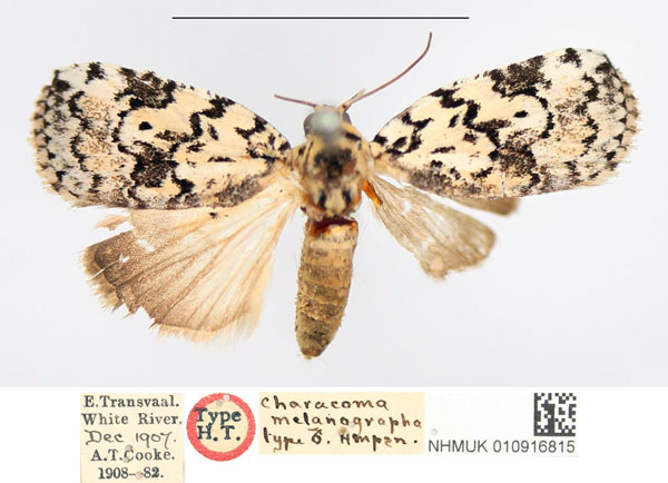 /filer/webapps/moths/media/images/M/melanographa_Characoma_HT_NHMUK.jpg