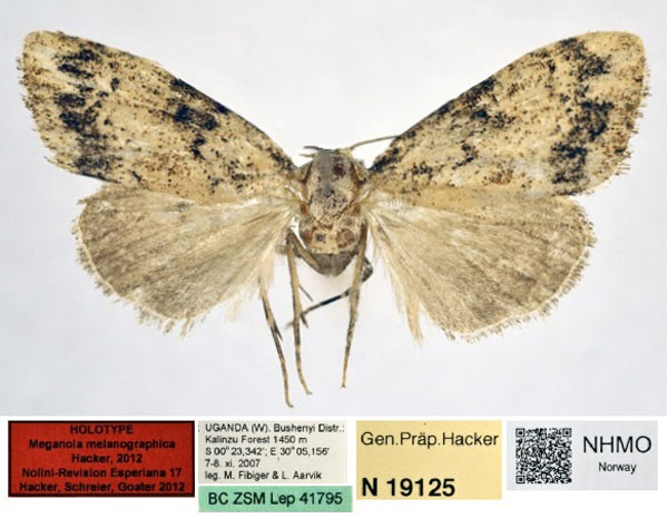 /filer/webapps/moths/media/images/M/melanographica_Meganola_HT_NHMO.jpg