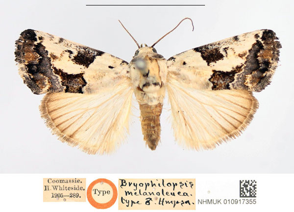 /filer/webapps/moths/media/images/M/melanoleuca_Bryophilopsis_HT_NHMUK.jpg
