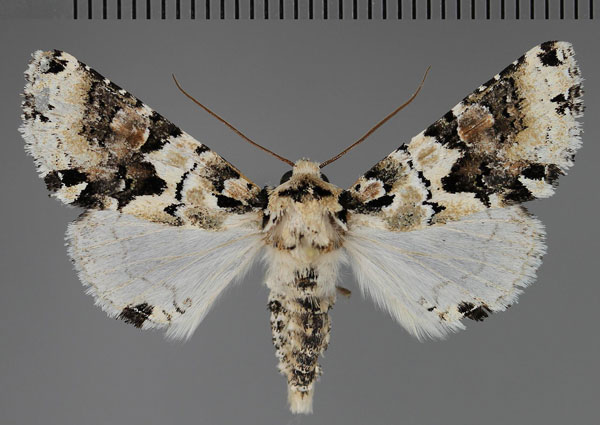/filer/webapps/moths/media/images/M/melanoleuca_Leucotrachea_A_Fiebig.jpg