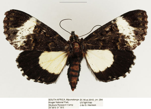 /filer/webapps/moths/media/images/M/melanoleuca_Lophonotidia_AF_TMSA_01.jpg