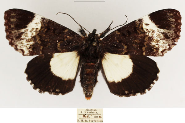/filer/webapps/moths/media/images/M/melanoleuca_Lophonotidia_AF_TMSA_03.jpg