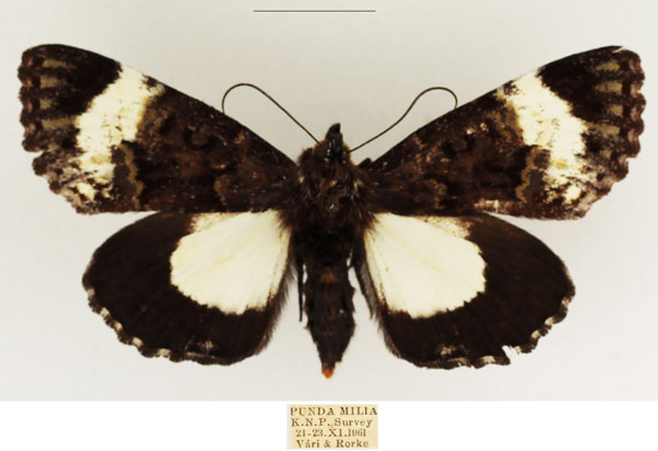 /filer/webapps/moths/media/images/M/melanoleuca_Lophonotidia_AF_TMSA_04.jpg