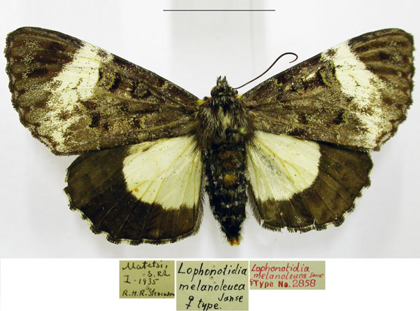 /filer/webapps/moths/media/images/M/melanoleuca_Lophonotidia_PTF_TMSA.jpg