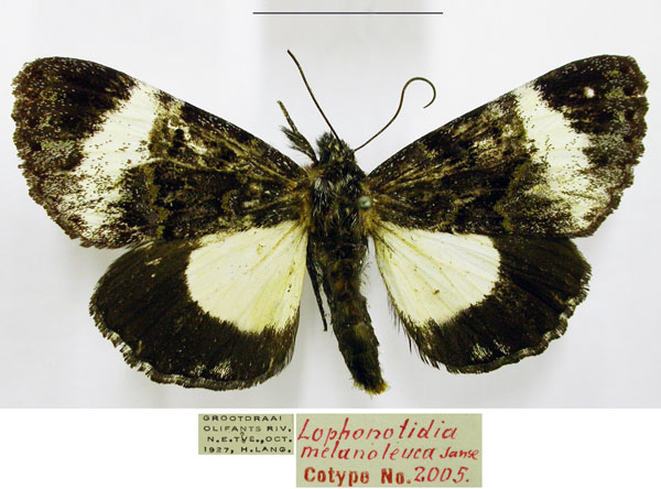 /filer/webapps/moths/media/images/M/melanoleuca_Lophonotidia_PTM_TMSA.jpg