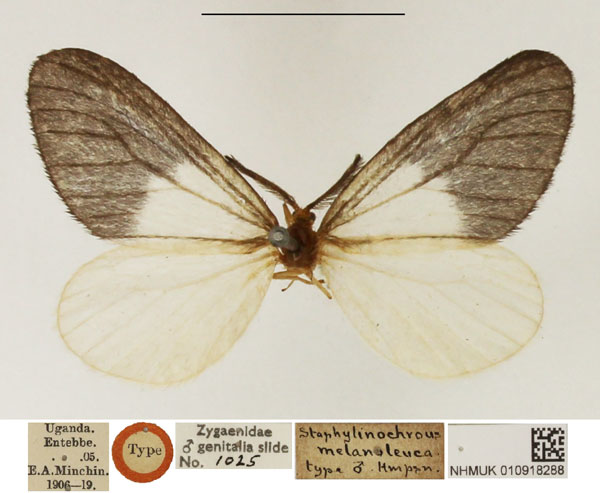 /filer/webapps/moths/media/images/M/melanoleuca_Staphylinochrous_HT_NHMUK.jpg