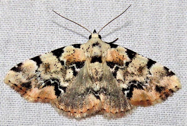 /filer/webapps/moths/media/images/M/melanoleuca_Tegiapa_A_Braun_03.jpg