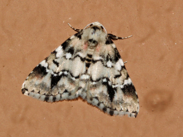 /filer/webapps/moths/media/images/M/melanoleuca_Tegiapa_A_oland_01.jpg