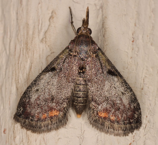 /filer/webapps/moths/media/images/M/melanolopha_Rhynchopaschia_A_Heyns_01.jpg