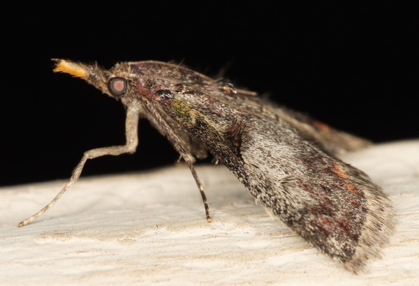 /filer/webapps/moths/media/images/M/melanolopha_Rhynchopaschia_A_Heyns_02.jpg