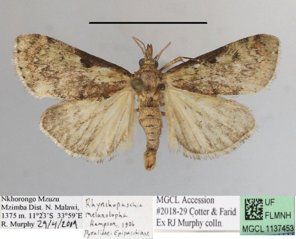 /filer/webapps/moths/media/images/M/melanolopha_Rhynchopaschia_A_MGCLa_01.JPG