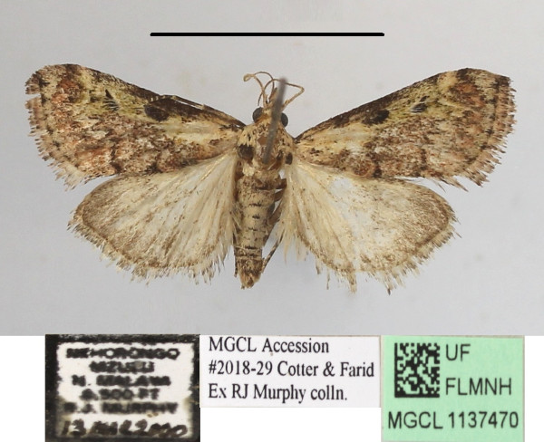 /filer/webapps/moths/media/images/M/melanolopha_Rhynchopaschia_A_MGCLa_02.JPG
