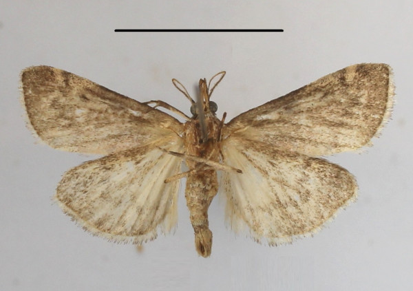 /filer/webapps/moths/media/images/M/melanolopha_Rhynchopaschia_A_MGCLb_01.JPG