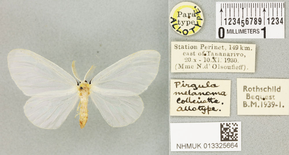 /filer/webapps/moths/media/images/M/melanoma_Pirgula_AT_BMNHa.jpg