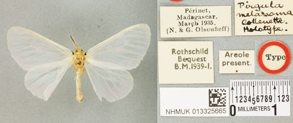 /filer/webapps/moths/media/images/M/melanoma_Pirgula_HT_BMNHa.jpg