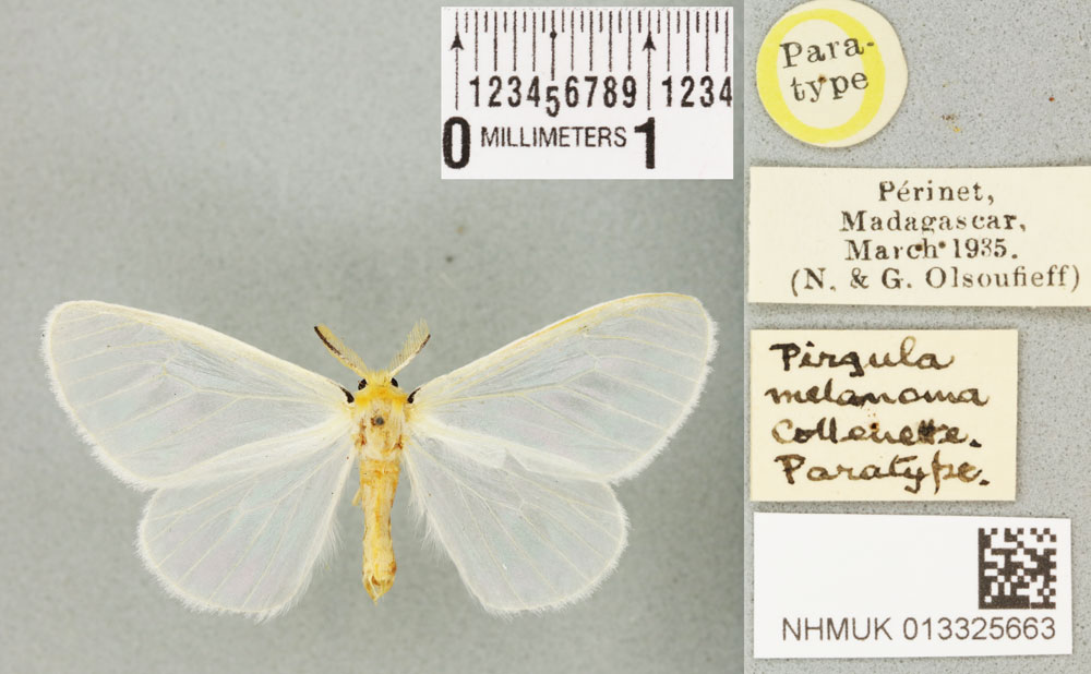 /filer/webapps/moths/media/images/M/melanoma_Pirgula_PTM_BMNHa.jpg