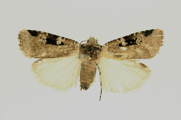 /filer/webapps/moths/media/images/M/melanomesa_Euxootera_AF_RMCA.jpg