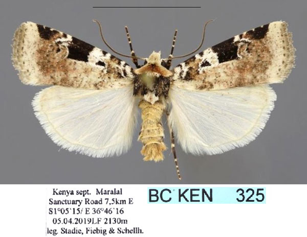 /filer/webapps/moths/media/images/M/melanomesa_Hermonassoides_AM_Stadie.jpg