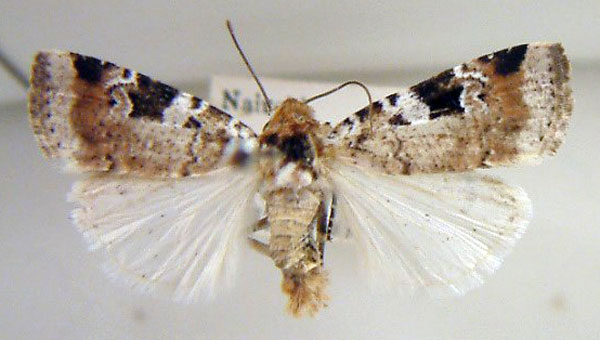 /filer/webapps/moths/media/images/M/melanomesa_Hermonassoides_AM_USNM_01.jpg