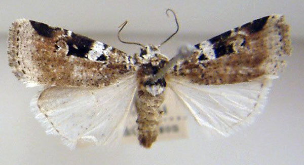 /filer/webapps/moths/media/images/M/melanomesa_Hermonassoides_AM_USNM_02.jpg