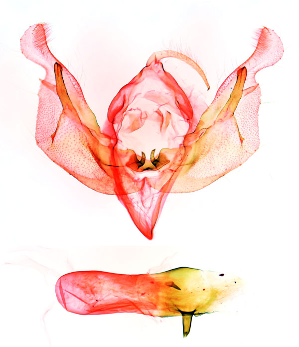 /filer/webapps/moths/media/images/M/melanomesa_Micragrotis_GMHT_BMNH_3136.jpg
