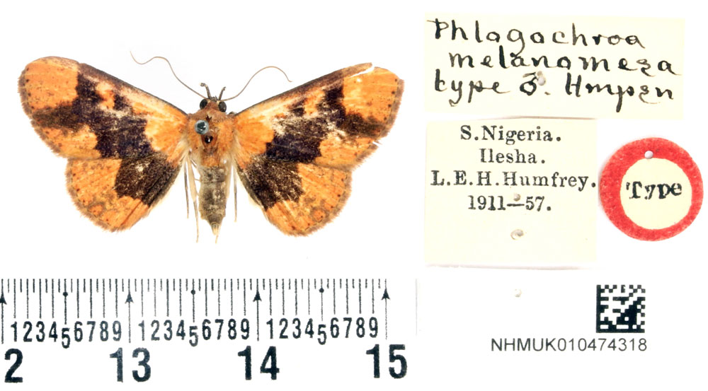 /filer/webapps/moths/media/images/M/melanomesa_Phlogochroa_HT_BMNH.jpg