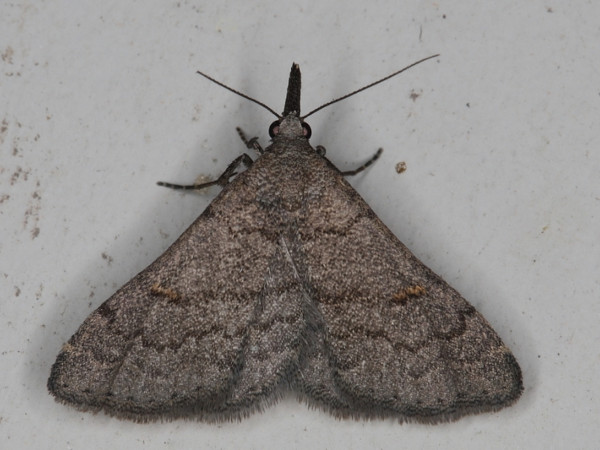 /filer/webapps/moths/media/images/M/melanomommoides_Polypogon_A_Heyns_02.jpeg