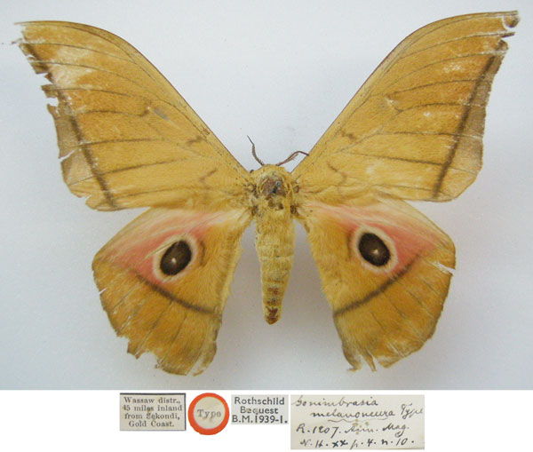 /filer/webapps/moths/media/images/M/melanoneura_Gonimbrasia_HT_NHMUKa.jpg