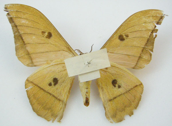 /filer/webapps/moths/media/images/M/melanoneura_Gonimbrasia_HT_NHMUKb.jpg