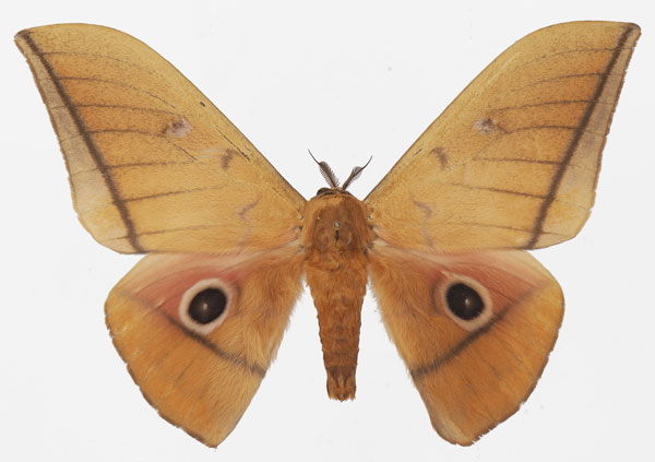 /filer/webapps/moths/media/images/M/melanoneura_Lobobunaea_AM_Basquina.jpg
