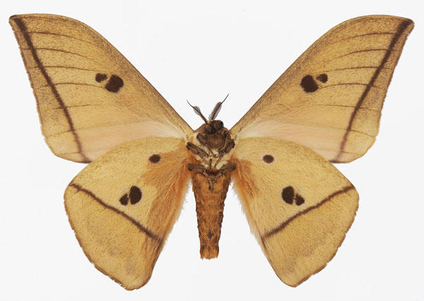 /filer/webapps/moths/media/images/M/melanoneura_Lobobunaea_AM_Basquinb.jpg