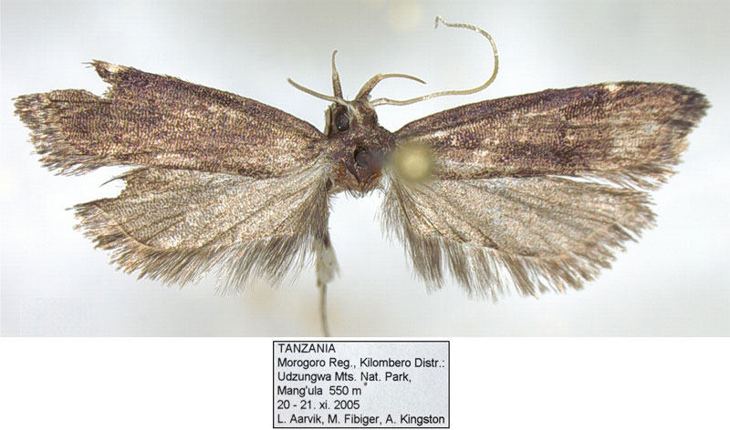 /filer/webapps/moths/media/images/M/melanonota_Torodora_HT_NHMO.jpg