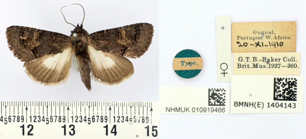 /filer/webapps/moths/media/images/M/melanophaes_Aedia_HT_BMNH.jpg