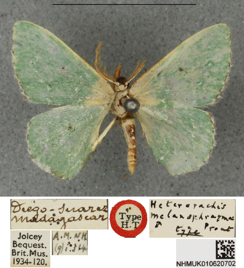 /filer/webapps/moths/media/images/M/melanophragma_Heterorachis_HT_BMNH.jpg