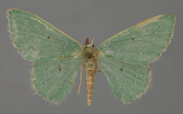 /filer/webapps/moths/media/images/M/melanophragma_Heterorachis_ZSM_01.jpg