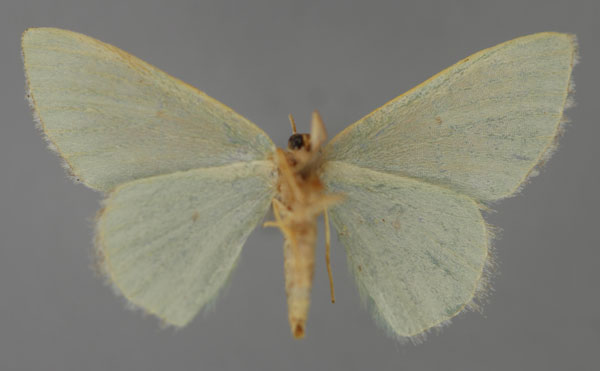 /filer/webapps/moths/media/images/M/melanophragma_Heterorachis_ZSM_02.jpg