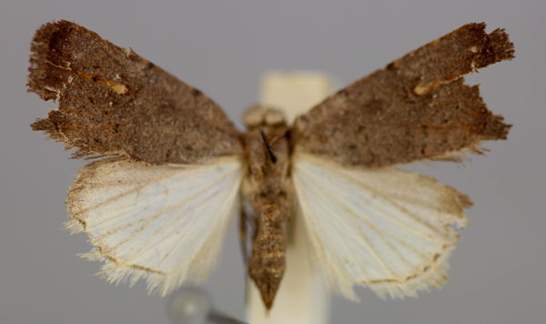 /filer/webapps/moths/media/images/M/melanopis_Athetis_A_RMCA.jpg