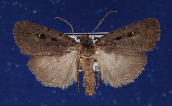 /filer/webapps/moths/media/images/M/melanopis_Athetis_A_Schellhorn.jpg