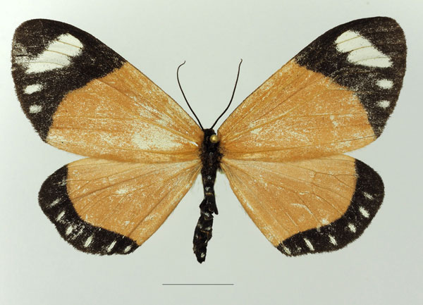 /filer/webapps/moths/media/images/M/melanopis_Cartaletis_AF_Basquina.jpg