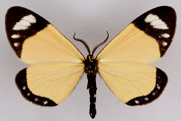 /filer/webapps/moths/media/images/M/melanopis_Cartaletis_A_ZSM_02.jpg