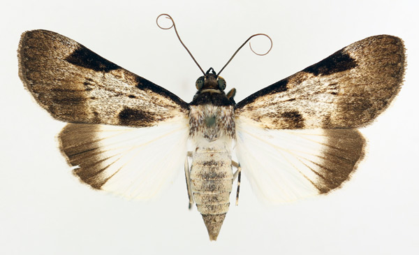/filer/webapps/moths/media/images/M/melanoplaga_Audea_AF_TMSA_01.jpg